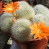 Rebutia_muscula